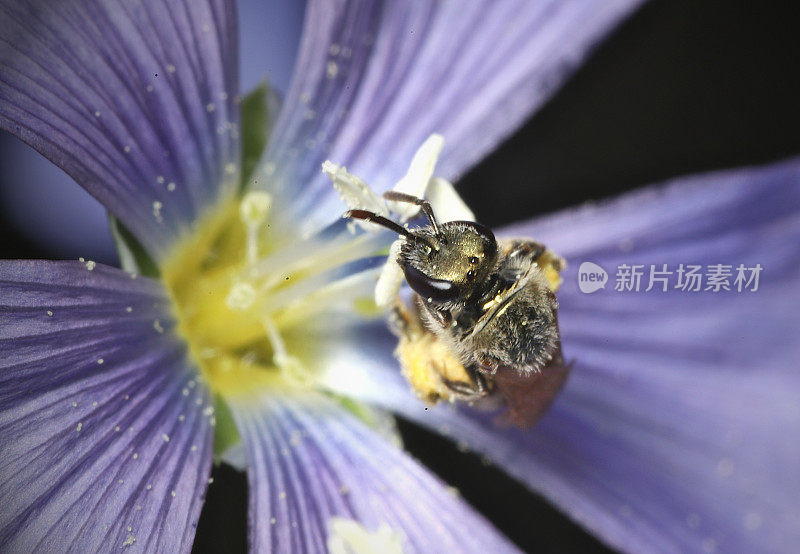 亚麻花(Linum usitatissimum)中的汗蜂